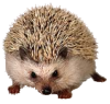 Το avatar του μέλους hedgehog