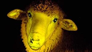 Πατήστε στην εικόνα για να τη δείτε σε μεγέθυνση. 

Όνομα:  glowing-sheep.jpg 
Εμφανίσεις:  4 
Μέγεθος:  16,0 KB 
ID: 123315