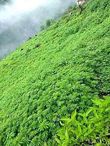 Πατήστε στην εικόνα για να τη δείτε σε μεγέθυνση. 

Όνομα:  Cannabis-growing-naturally-in-the-Himalayas-1716066998854.jpg 
Εμφανίσεις:  20 
Μέγεθος:  127,8 KB 
ID: 256176