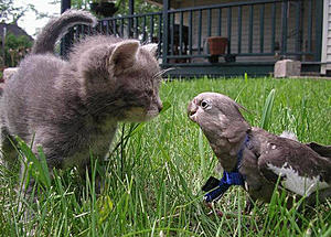 bird inspector