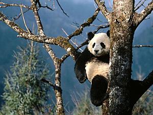 Natural Recliner,Giant Panda