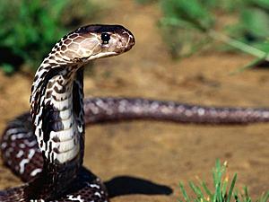 Slithery Presence,Indian Cobra