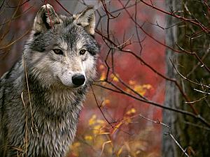 The Lookout,Gray Wolf