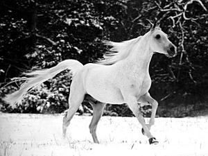 White Stallion Horse