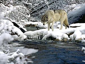 Winter Creek Fishing