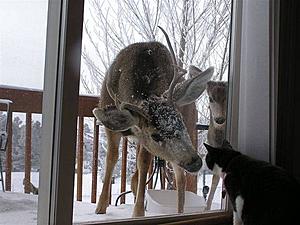 deer and cat