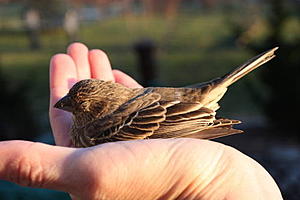 Πατήστε στην εικόνα για να τη δείτε σε μεγέθυνση. 

Όνομα:  A bird in the hand.jpg 
Εμφανίσεις:  5 
Μέγεθος:  36,7 KB 
ID: 159690