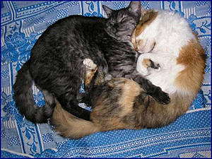 cat lovers sleeping