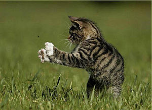 kitten fly catcher