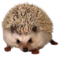 Το Avatar του μέλους hedgehog